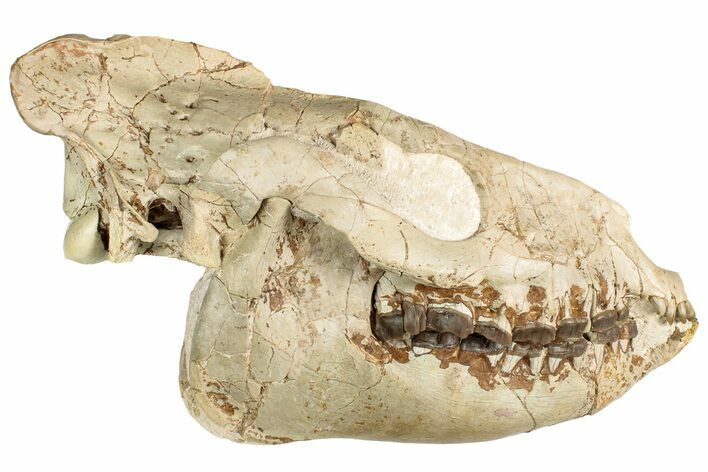 Fossil Running Rhino (Hyracodon) Skull - South Dakota #241156